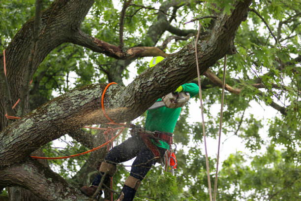 Best Hazardous Tree Removal  in Crown Pot, IN