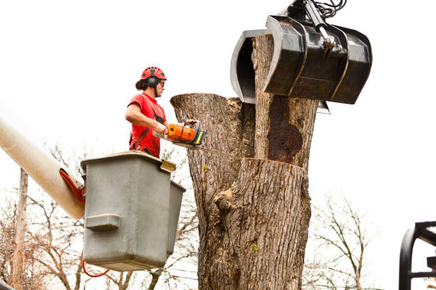 How Our Tree Care Process Works  in  Crown Point, IN